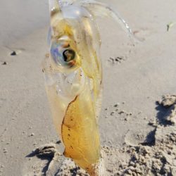 午後からエギングへ